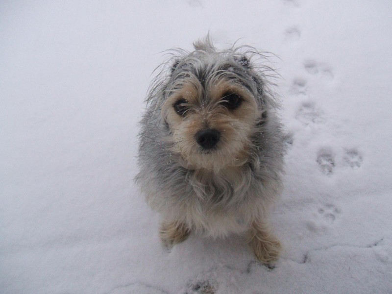 Догляд за собакою в зимовий час змінюється: морози вихованцям не подобаються