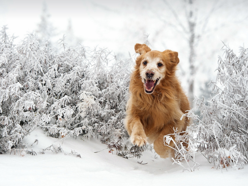 Догляд за собакою в зимовий час змінюється: морози вихованцям не подобаються